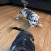 No name, a male American Bully for sale in Columbus, OH – Photo 2 of 7