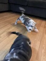 No name, a male American Bully for sale in Columbus, OH – Photo 2 of 7