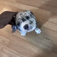 No name, a male American Bully for sale in Columbus, OH – Photo 5 of 7