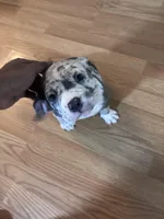 No name, a male American Bully for sale in Columbus, OH – Photo 5 of 7