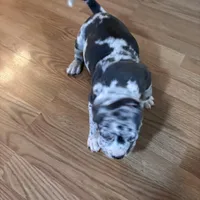 No name, a male American Bully for sale in Columbus, OH – Photo 4 of 7