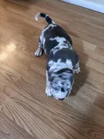 No name, a male American Bully for sale in Columbus, OH – Photo 4 of 7