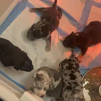 No name, a male American Bully for sale in Columbus, OH – Photo 1 of 7