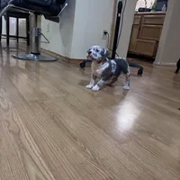 No name, a male American Bully for sale in Columbus, OH – Photo 6 of 7