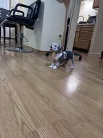 No name, a male American Bully for sale in Columbus, OH – Photo 6 of 7