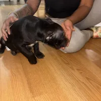 No name, a female American Bully for sale in Columbus, OH – Photo 4 of 8