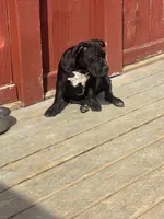 No name, a female American Bully for sale in Columbus, OH – Photo 6 of 8