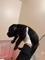 No name, a female American Bully for sale in Columbus, OH – Photo 3 of 7