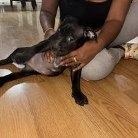 No name, a female American Bully for sale in Columbus, OH – Photo 3 of 8