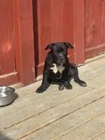 No name, a female American Bully for sale in Columbus, OH – Photo 7 of 8
