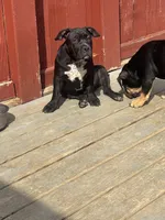 No name, a female American Bully for sale in Columbus, OH – Photo 5 of 8