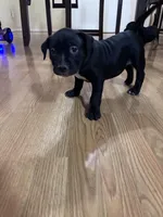 No name, a female American Bully for sale in Columbus, OH – Photo 6 of 7