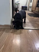 No name, a female American Bully for sale in Columbus, OH – Photo 5 of 7