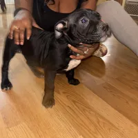 No name, a female American Bully for sale in Columbus, OH – Photo 2 of 8