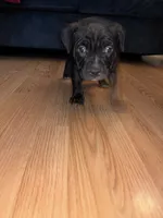 No name, a female American Bully for sale in Columbus, OH – Photo 2 of 7