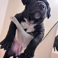 No name, a female American Bully for sale in Columbus, OH – Photo 1 of 8