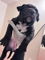 No name, a female American Bully for sale in Columbus, OH – Photo 4 of 7