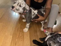 No name , a male American Bully for sale in Columbus, OH – Photo 2 of 6