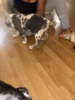 No name , a male American Bully for sale in Columbus, OH – Photo 3 of 6