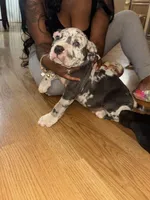 No name , a male American Bully for sale in Columbus, OH – Photo 1 of 6