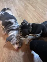 No name , a male American Bully for sale in Columbus, OH – Photo 6 of 6