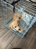 Mani , a male Alaskan Malamute for sale in Dayton, OH – 3 of 3