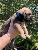 Dark blue , a male Boerboel and English Mastiff for sale in Walnut Cove, NC – Photo 2 of 2