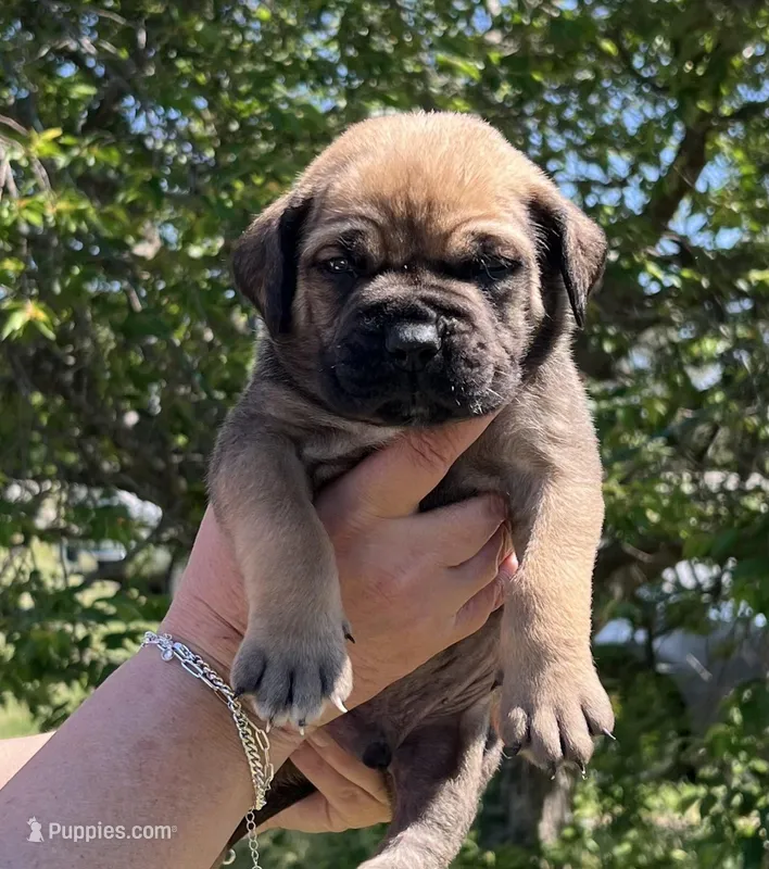 Dark blue  – Boerboel, English Mastiff puppy for sale in Walnut Cove, NC