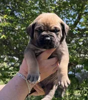 Dark blue , a male Boerboel and English Mastiff for sale in Walnut Cove, NC – Photo 1 of 2