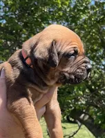 Orange collar, a male Boerboel and English Mastiff for sale in Walnut Cove, NC – Photo 2 of 2