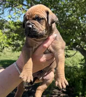 Orange collar, a male Boerboel and English Mastiff for sale in Walnut Cove, NC – Photo 1 of 2