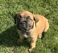 Light Blue, a male Boerboel and English Mastiff for sale in Walnut Cove, NC – 4 of 5