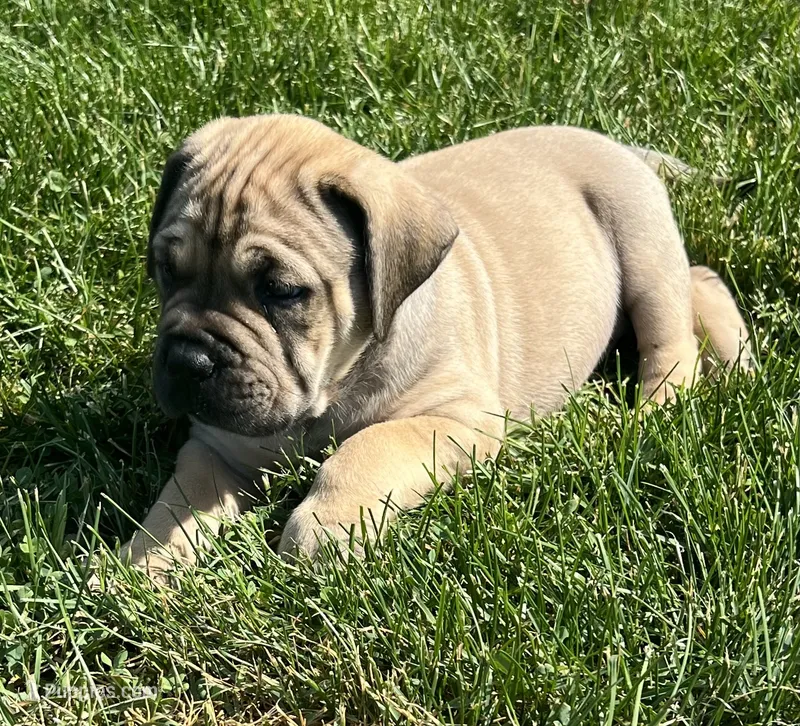 Yellow collar female – Boerboel, English Mastiff puppy for sale in Walnut Cove, NC