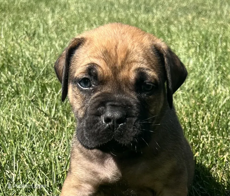 Light Blue – Boerboel, English Mastiff puppy for sale in Walnut Cove, NC