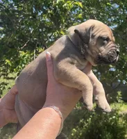 Yellow collar female, a female Boerboel and English Mastiff for sale in Walnut Cove, NC – Photo 2 of 2