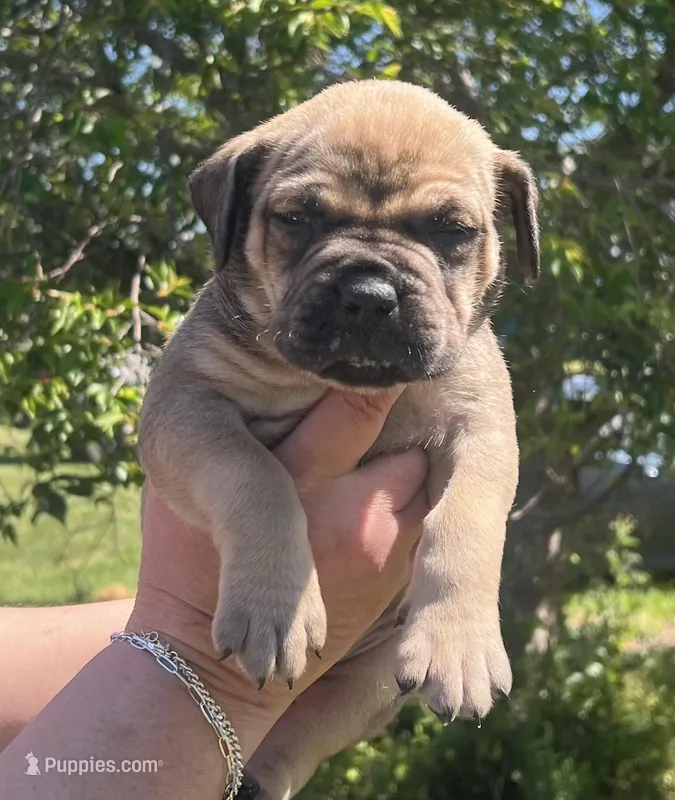 Yellow collar female – Boerboel, English Mastiff puppy for sale in Walnut Cove, NC