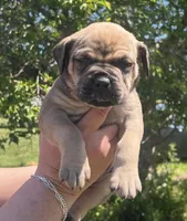 Yellow collar female, a female Boerboel and English Mastiff for sale in Walnut Cove, NC – Photo 1 of 2