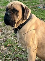 Green collar, a male Boerboel and English Mastiff for sale in Walnut Cove, NC – 7 of 8