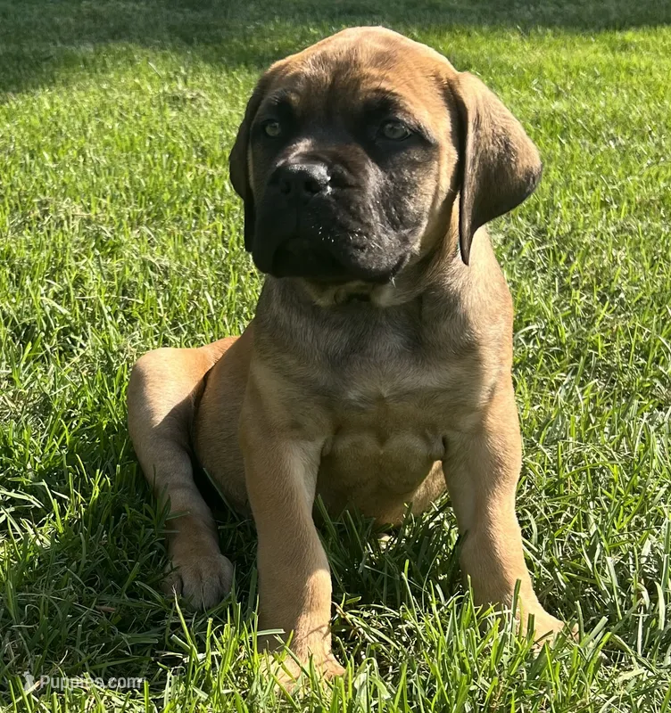 Light Blue – Boerboel, English Mastiff puppy for sale in Walnut Cove, NC