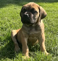Light Blue, a male Boerboel and English Mastiff for sale in Walnut Cove, NC – 1 of 5