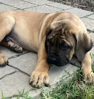 Green collar, a male Boerboel and English Mastiff for sale in Walnut Cove, NC – 5 of 8