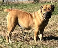 Green collar, a male Boerboel and English Mastiff for sale in Walnut Cove, NC – 8 of 8