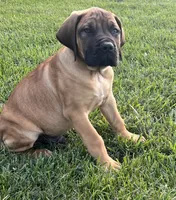 Green collar, a male Boerboel and English Mastiff for sale in Walnut Cove, NC – 6 of 8