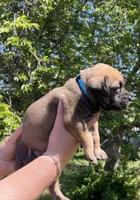 Light Blue, a male Boerboel and English Mastiff for sale in Walnut Cove, NC – Photo 2 of 2