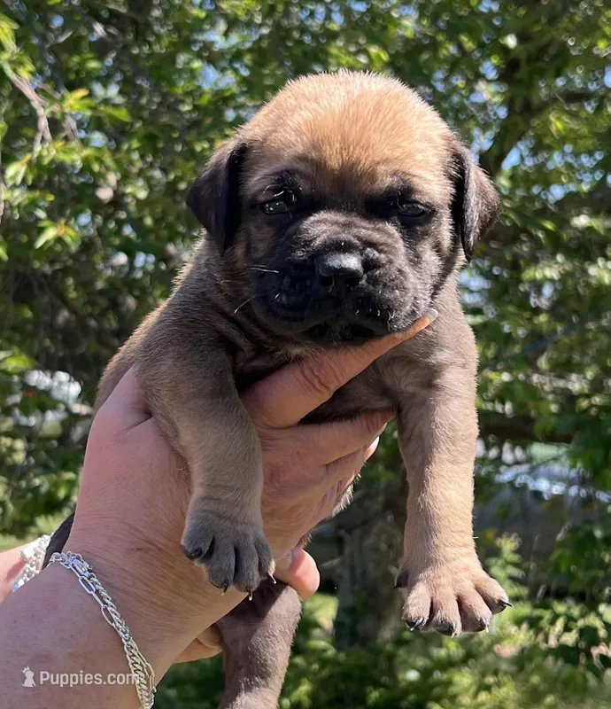 Light Blue – Boerboel, English Mastiff puppy for sale in Walnut Cove, NC