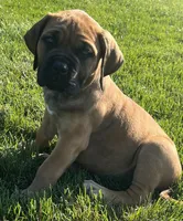 Dark blue , a male Boerboel and English Mastiff for sale in Walnut Cove, NC – 5 of 5