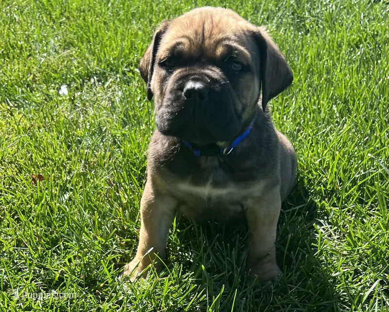 Dark blue  – Boerboel, English Mastiff puppy for sale in Walnut Cove, NC