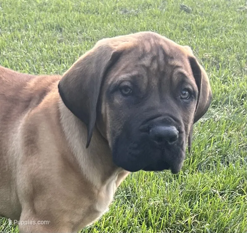 Green collar – Boerboel, English Mastiff puppy for sale in Walnut Cove, NC