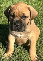 Dark blue , a male Boerboel and English Mastiff for sale in Walnut Cove, NC – 2 of 5