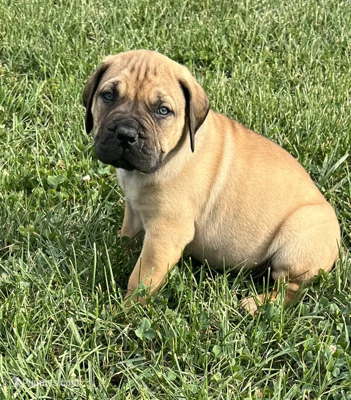 Green collar – Boerboel, English Mastiff puppy for sale in Walnut Cove, NC